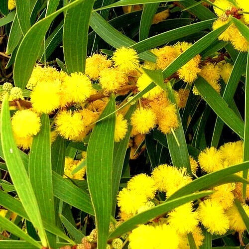 Close-up of formosan koa yellow flowers with green leaves