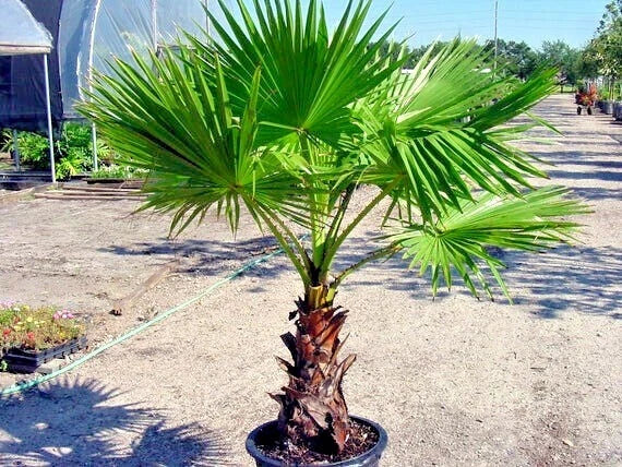 Mexican fan Palm tree in a pot on a gravel surface with a clear sky