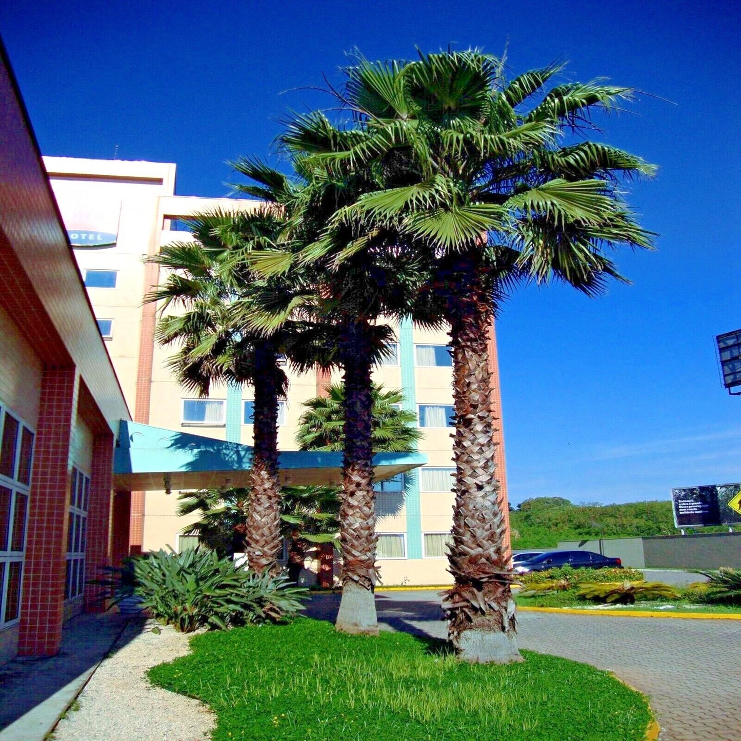 Tall Mexican fan palm trees in front of a building with a clear blue sky.