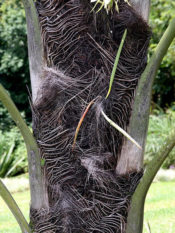 Close-up of a Fishtail palm tree trunk with intricate patterns and fibers.