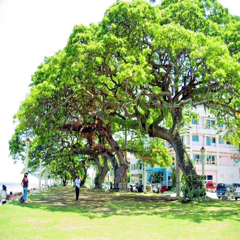 Large Formosan Koa tree in a park with people and buildings in the background