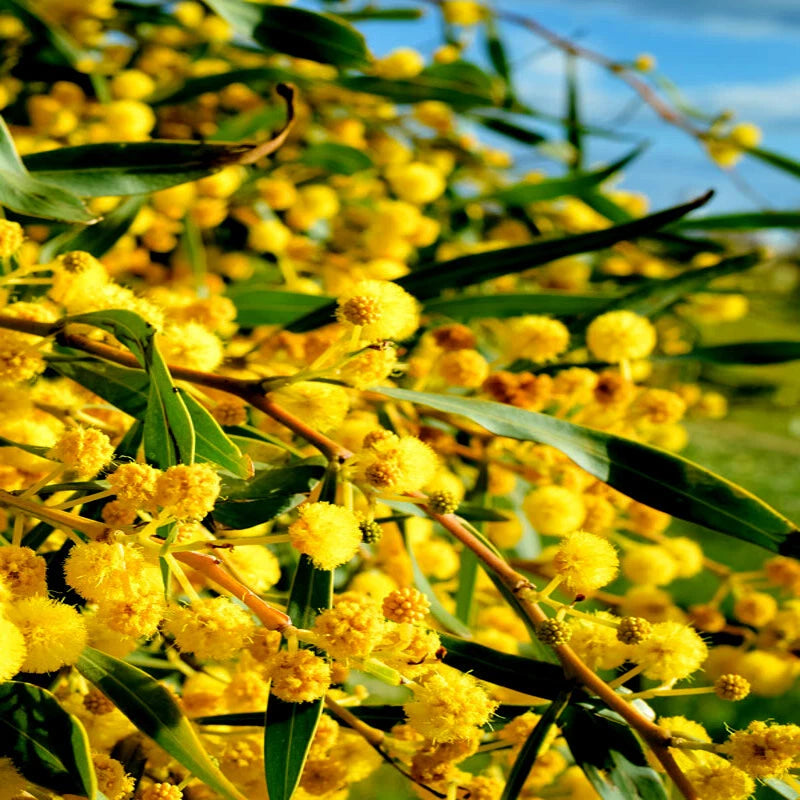 Close-up of Formosan Koa yellow flowers and green leaves with a blurred background