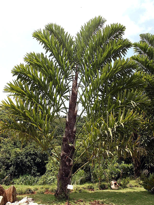 Tall Fishtail palm tree in a natural setting with green foliage and a clear sky.