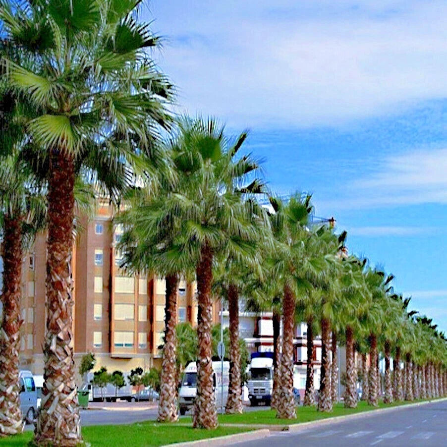 Row of Mexican fan palm trees lining a street with buildings in the background