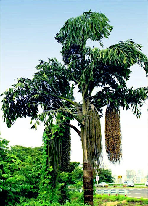 Fishtail Palm tree with fruit hanging from its branches against a clear sky.