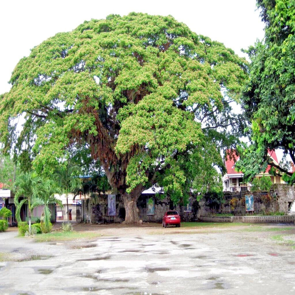 Large Formosan Koa tree in a park-like setting with buildings and a car in the background