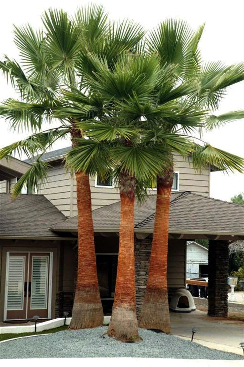 Three Mexican fan palm trees in front of a house with a gray roof.