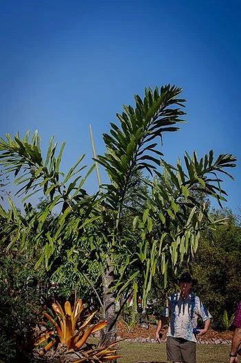Man standing under a large Fishtail palm tree with a clear blue sky