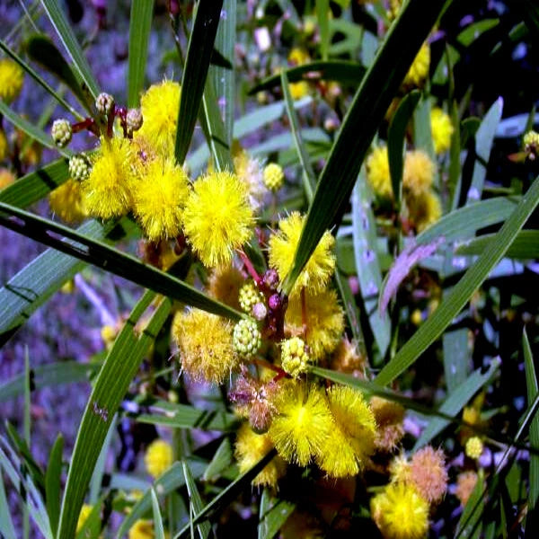 Close-up of Formosan Koa yellow flowers with green leaves on a blurred background