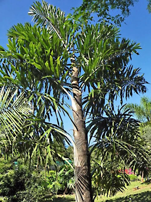 Tall Fishtail palm tree with a clear blue sky background