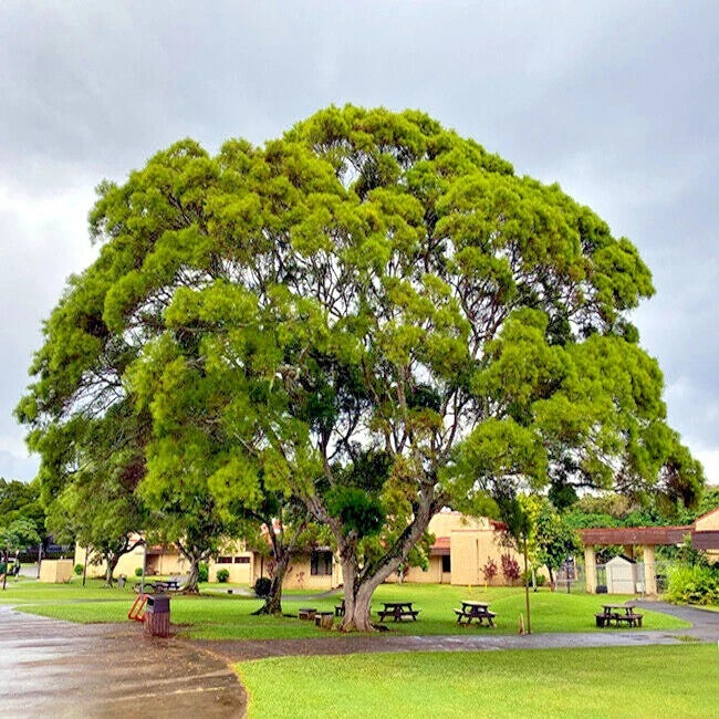 Large Formosan Koa tree in a park with benches and buildings in the background
