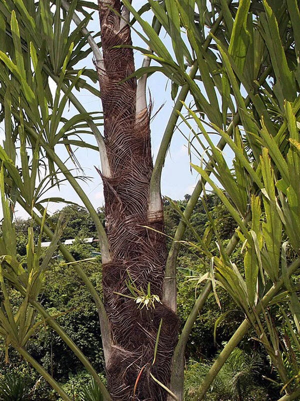 Tall Fishtail palm tree with intricate trunk texture in a forest setting