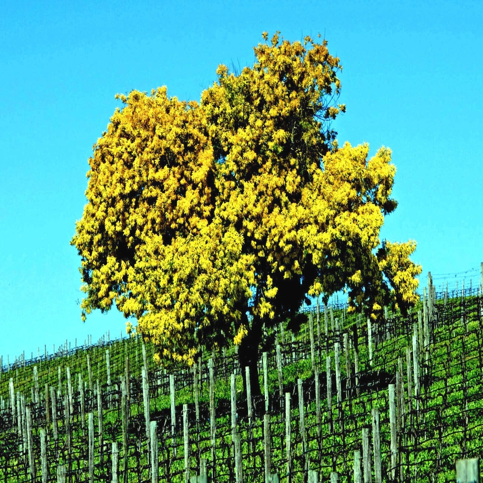 Formosan Koa tree blooming with yellow flowers on a hillside with a clear blue sky