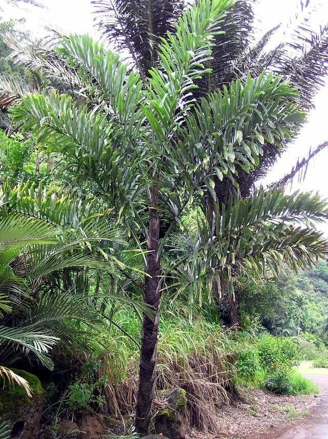 Tall tropical Fishtail palm tree with dense green foliage in a forest setting