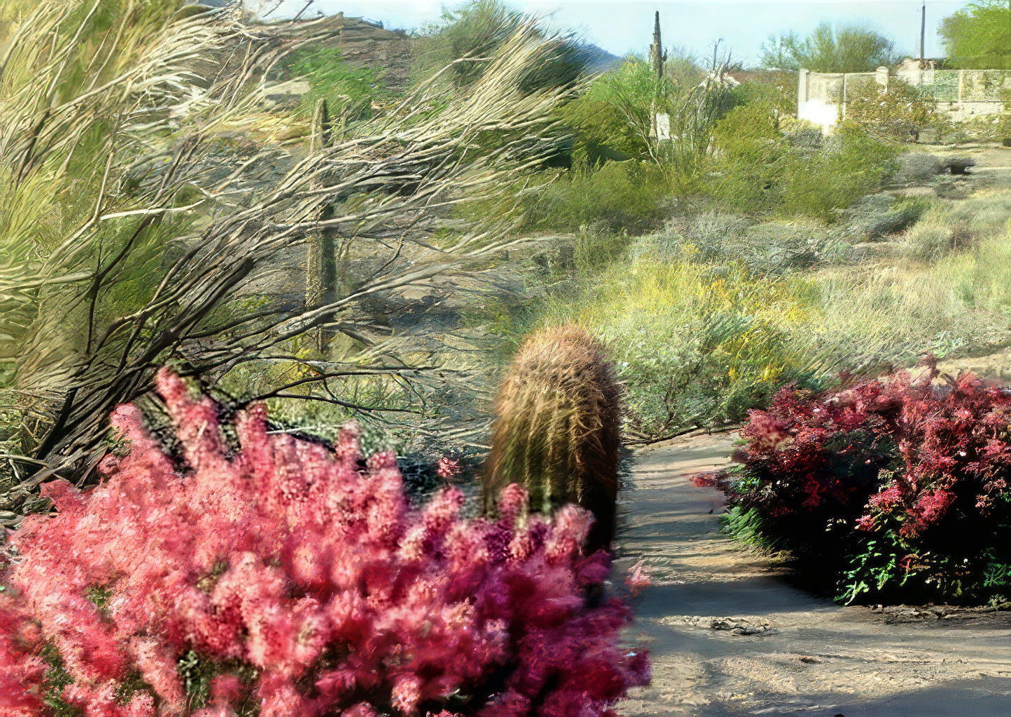 Cactus and pink Fairy Duster flowers in a desert landscape with a pathway. (Calliandra eriophylla)
