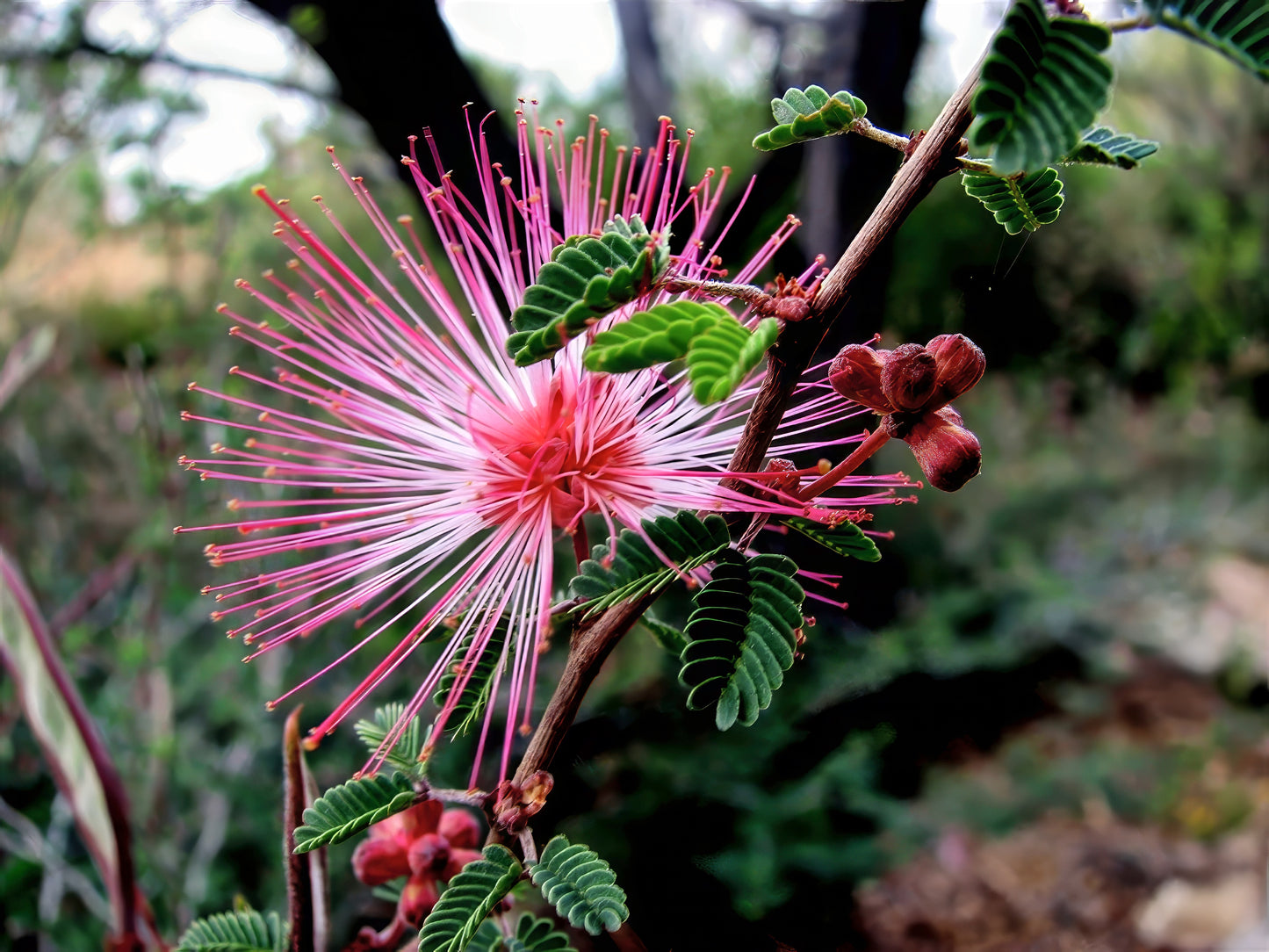 Close-up of a pink Fairy Duster flower with green leaves against a blurred natural background. (Calliandra eriophylla)
