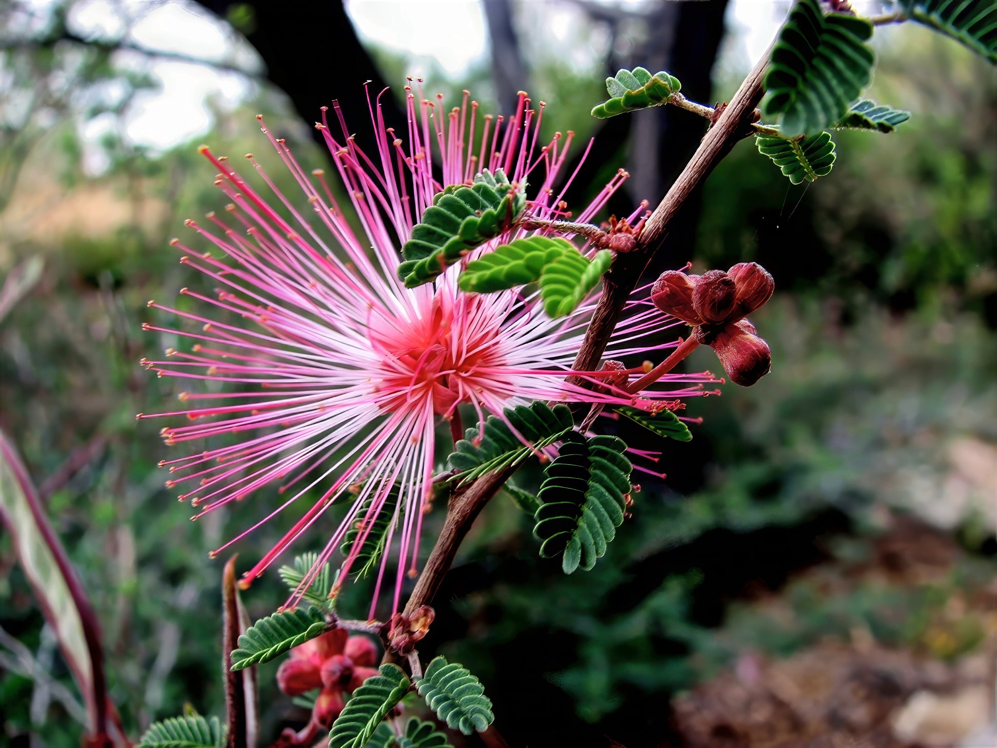Close-up of a pink Fairy Duster flower with green leaves against a blurred natural background. (Calliandra eriophylla)