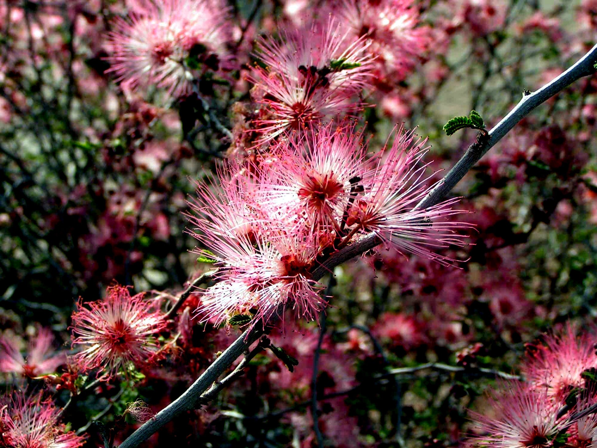 Close-up of pink Fairy duster flowers with a blurred background