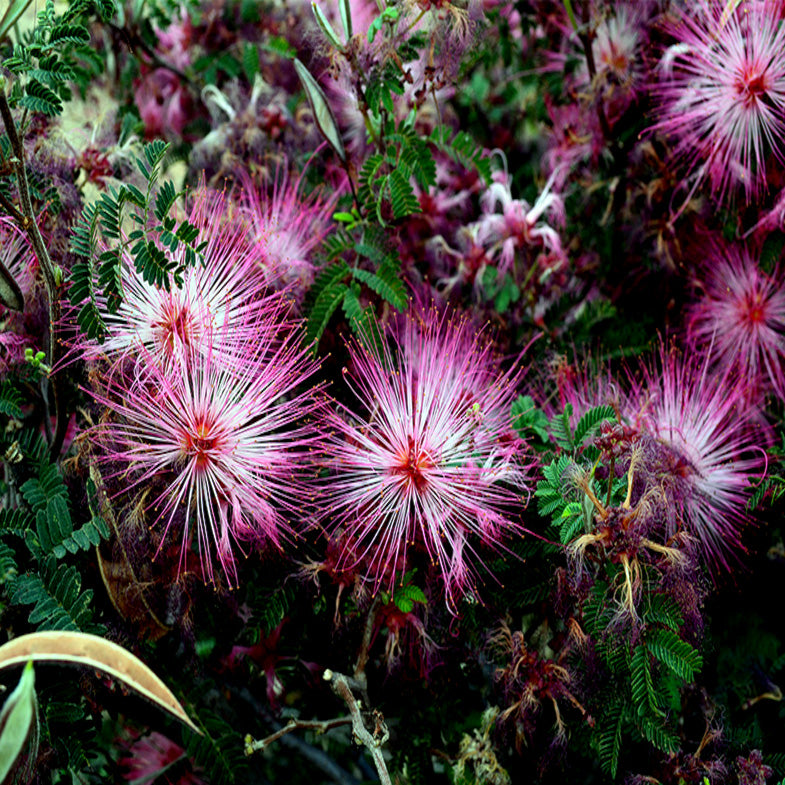 Close-up of pink Fairy duster flowers with green leaves. (Calliandra eriophylla)