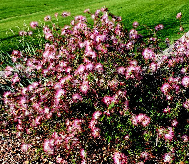 Pink flowering Fairy Duster bush in a garden with green grass in the background