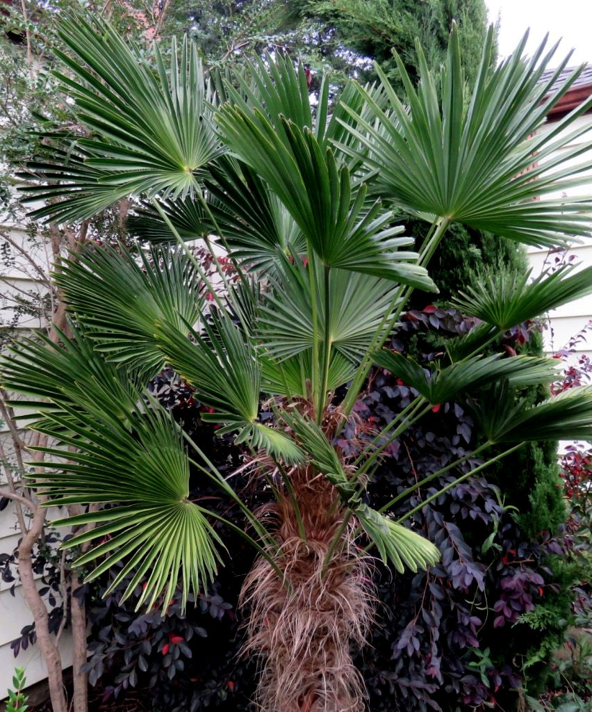 Windmill Palm tree with green fronds in a garden setting