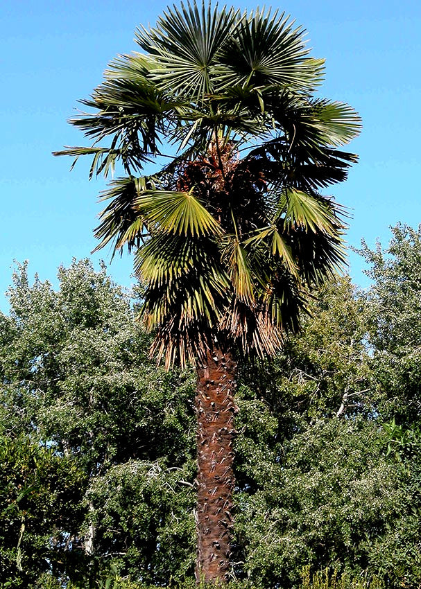 Tall chinese windmill palm tree with green fronds against a clear blue sky