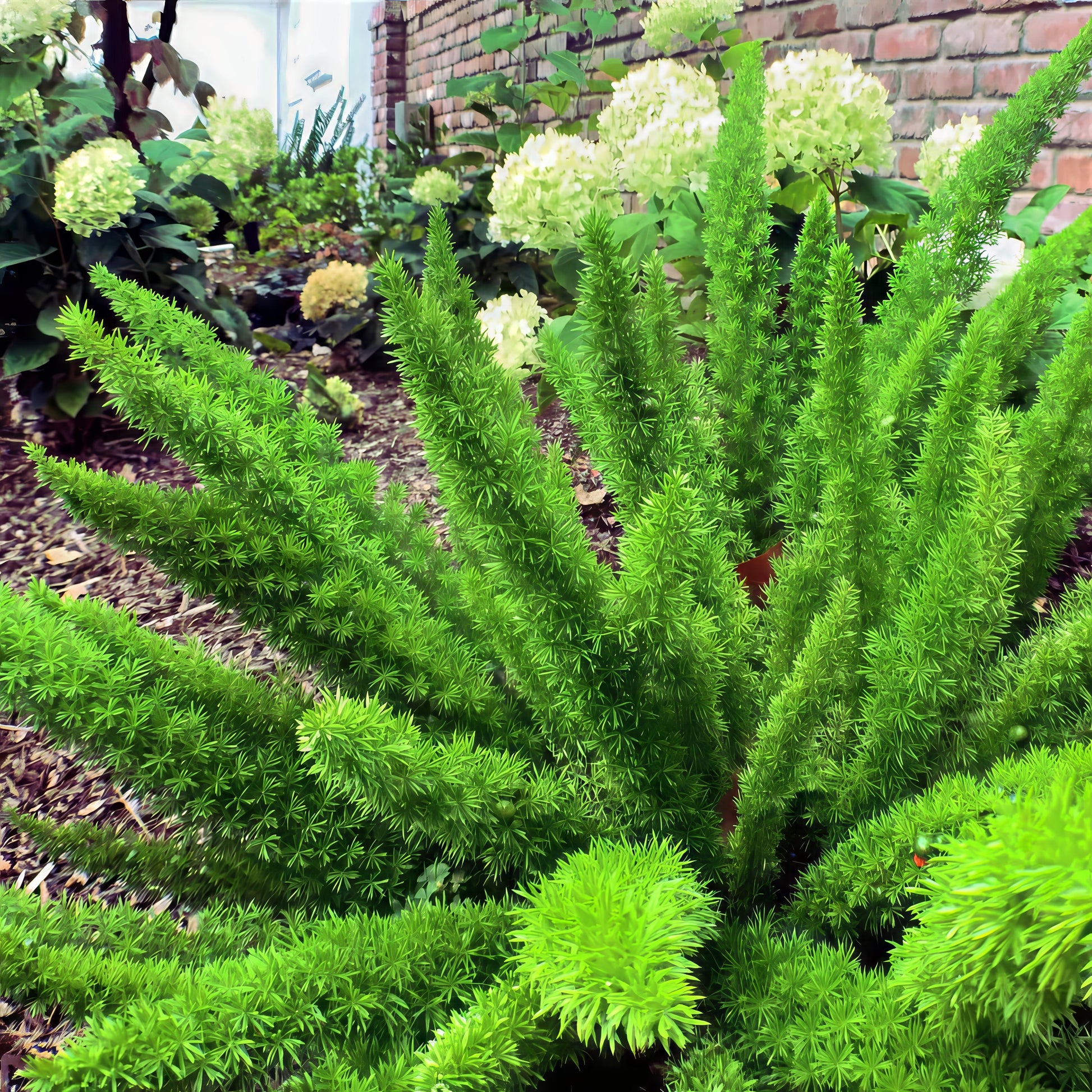 Green Foxtail fern plant with white flowers in a garden setting. (Asparagus densiflorus ‘Meyeri’)