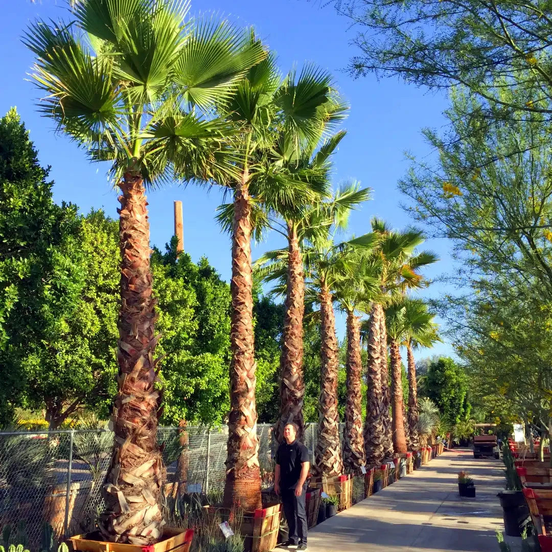 Row of Mexican fan palm trees along a sidewalk with a person standing among them.