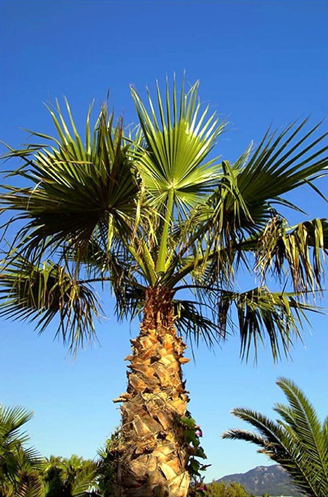 Mexican fan Palm tree against a clear blue sky