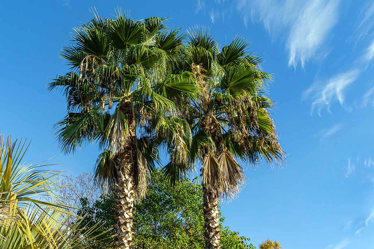 Three Mexican fan palm trees under a clear blue sky with a few clouds.