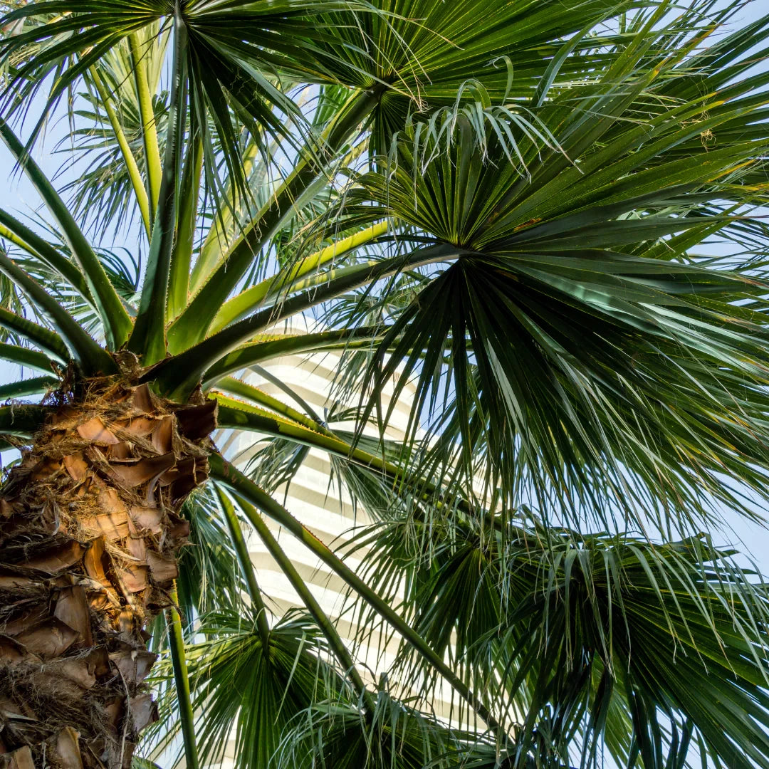 Close-up of a Mexican fan palm tree with a clear blue sky background
