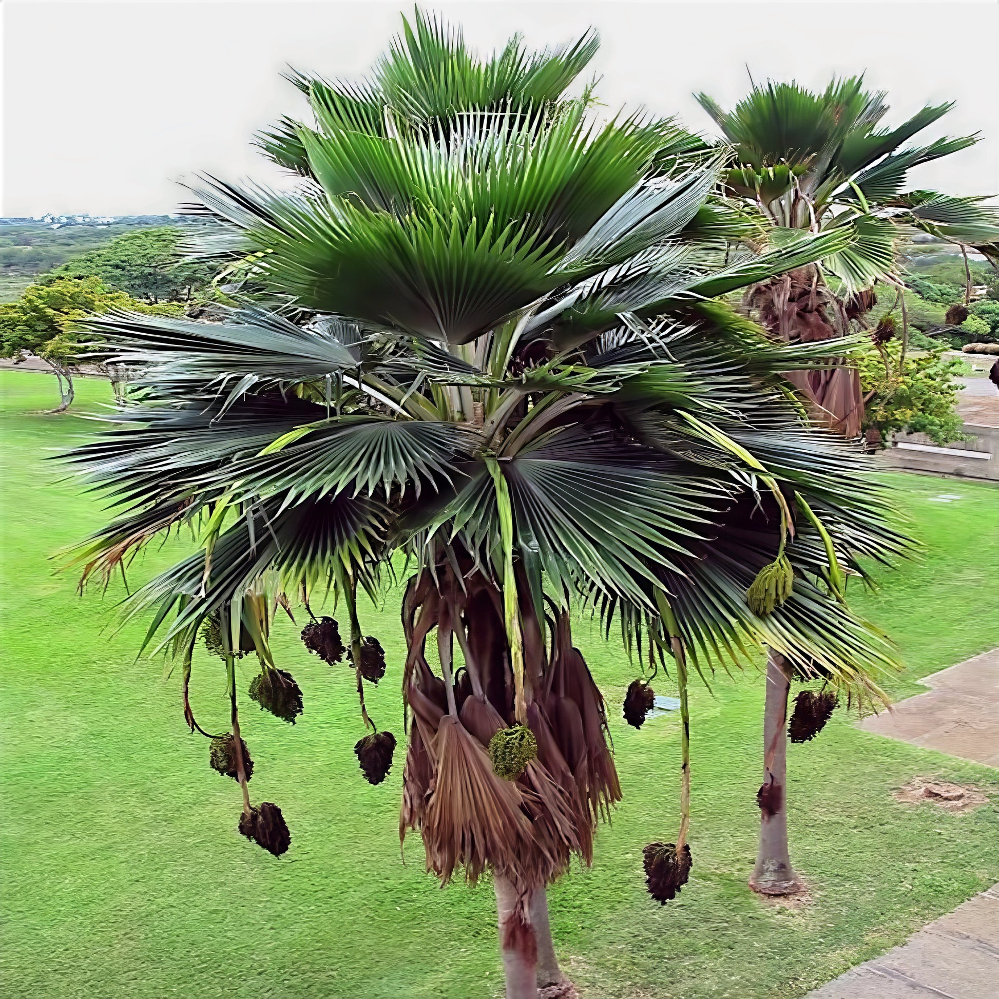 Figi Fan Palm tree with green leaves and brown hanging fronds on a grassy background