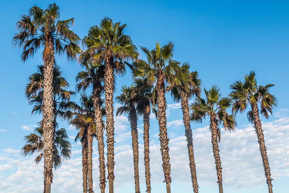 Row of Mexican fan palm trees against a blue sky with scattered clouds