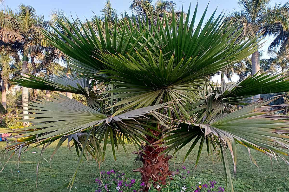 Mexican fan palm tree in a garden setting with grass and flowers in the background