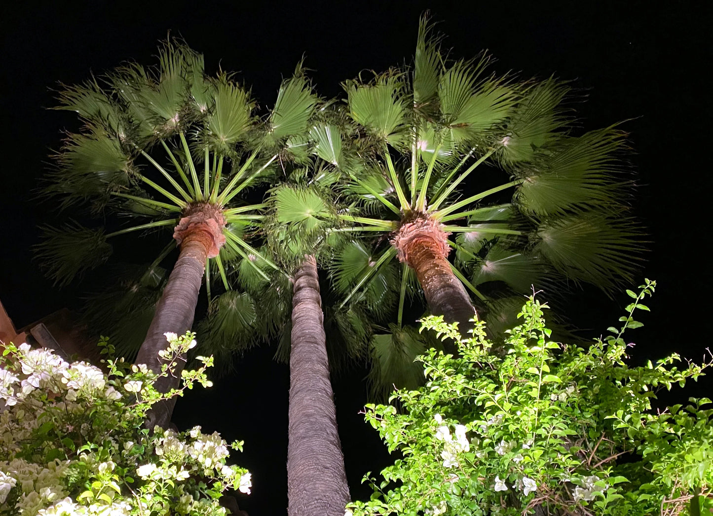 Two Mexican fan palm trees with a dark background