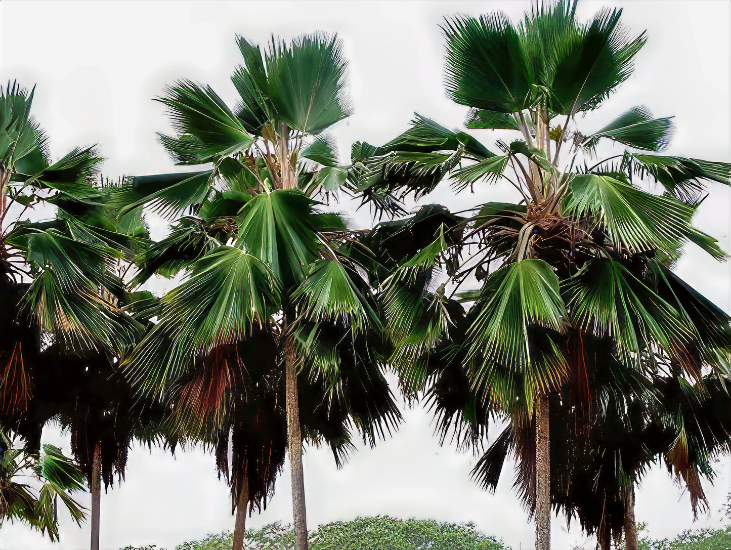 Two Figi Fan palm trees with green fronds against a white background