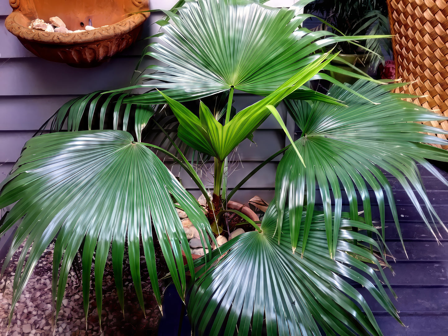 Fiji fan palm container plant in a pot on a wooden deck