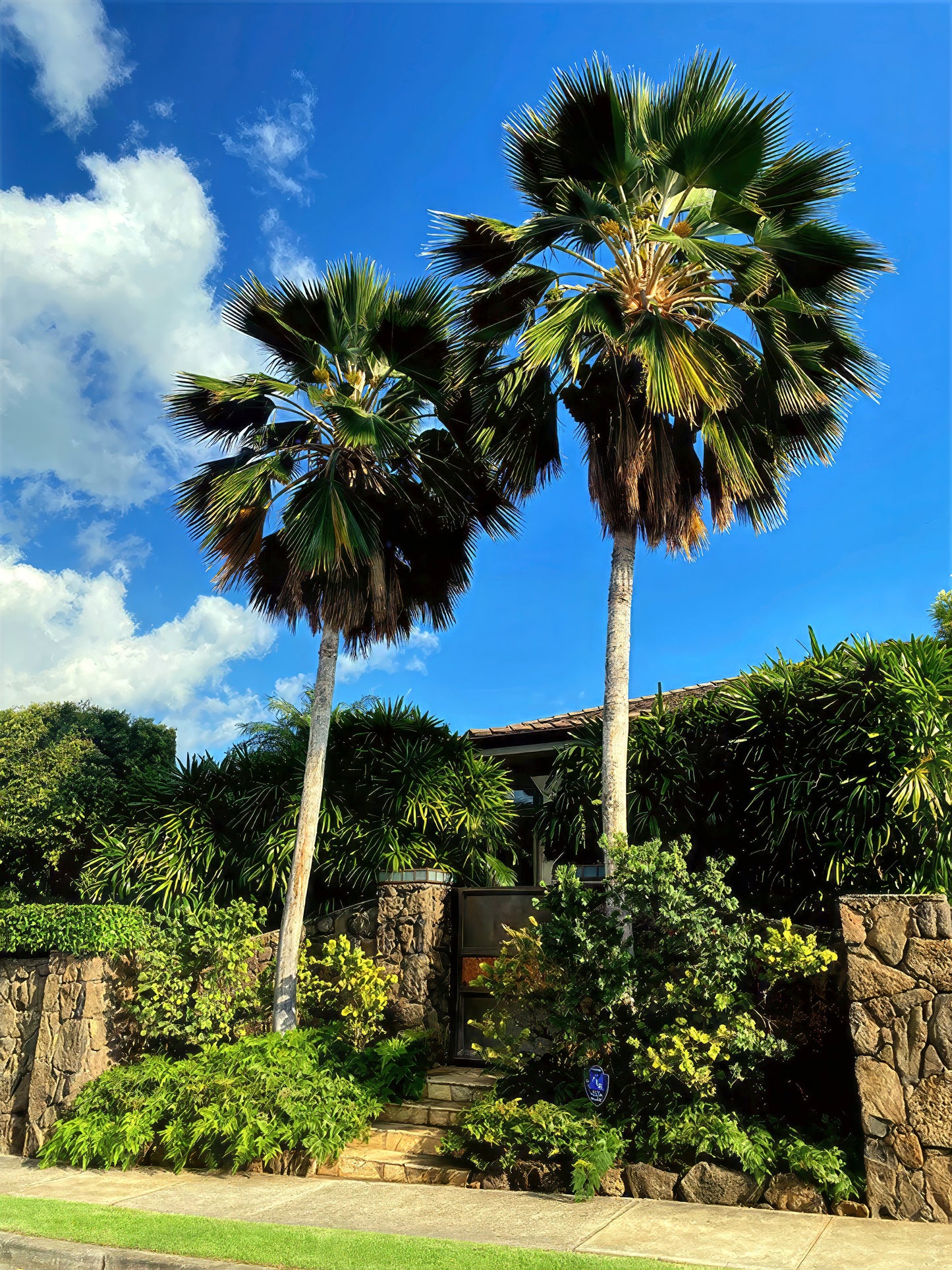 Two Figi Fan palm trees in a garden with a clear blue sky.