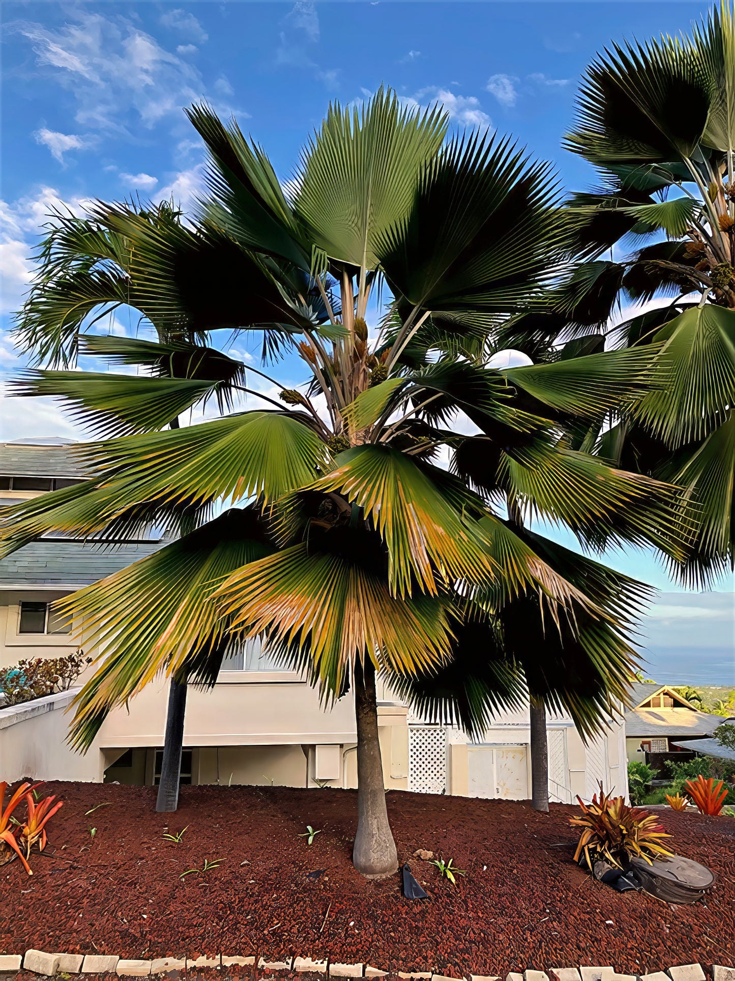 Figi Fan Palm tree in a garden with a building and blue sky in the background