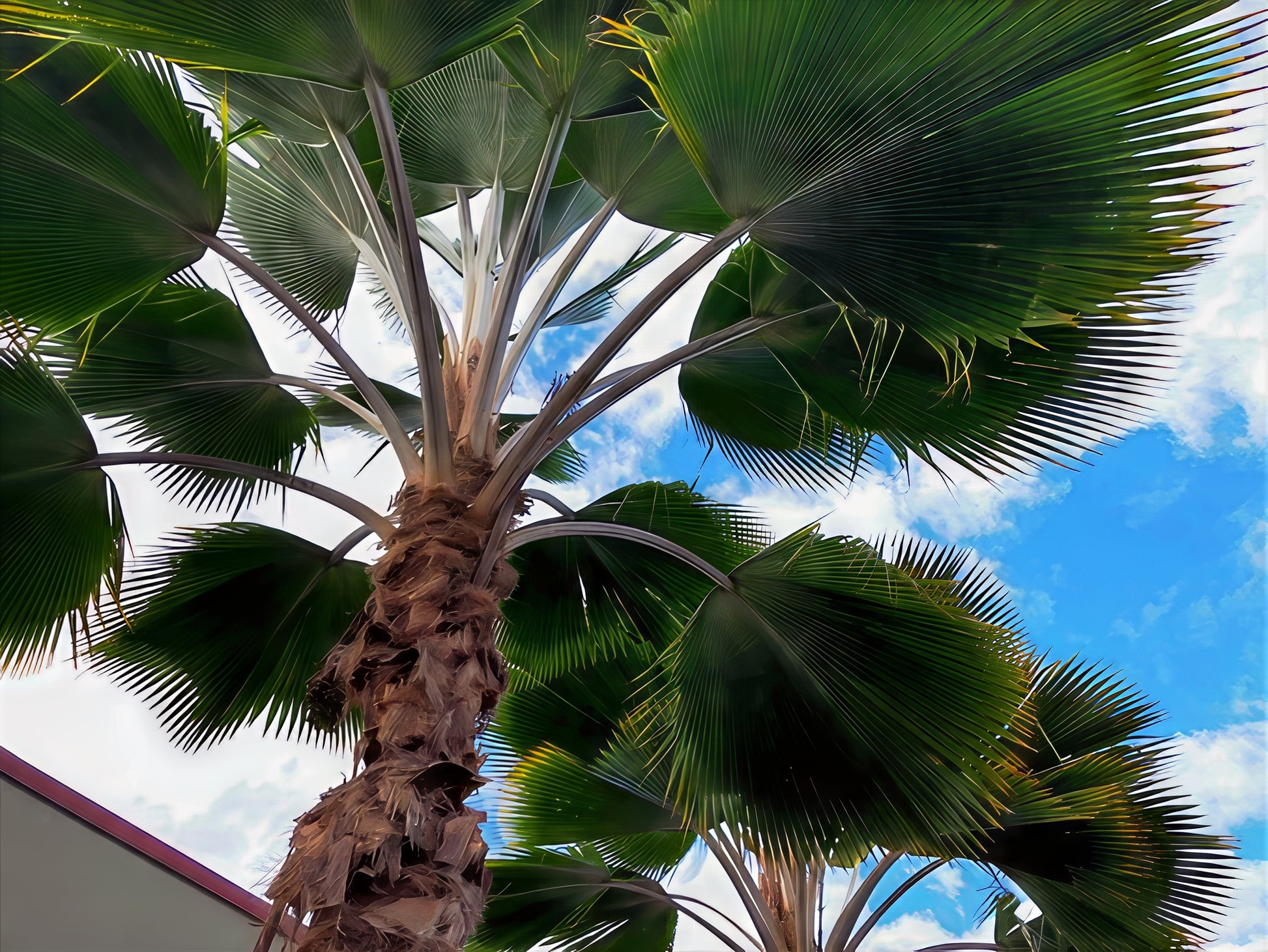 Figi Fan Palm tree under fronds with a clear blue sky in the background