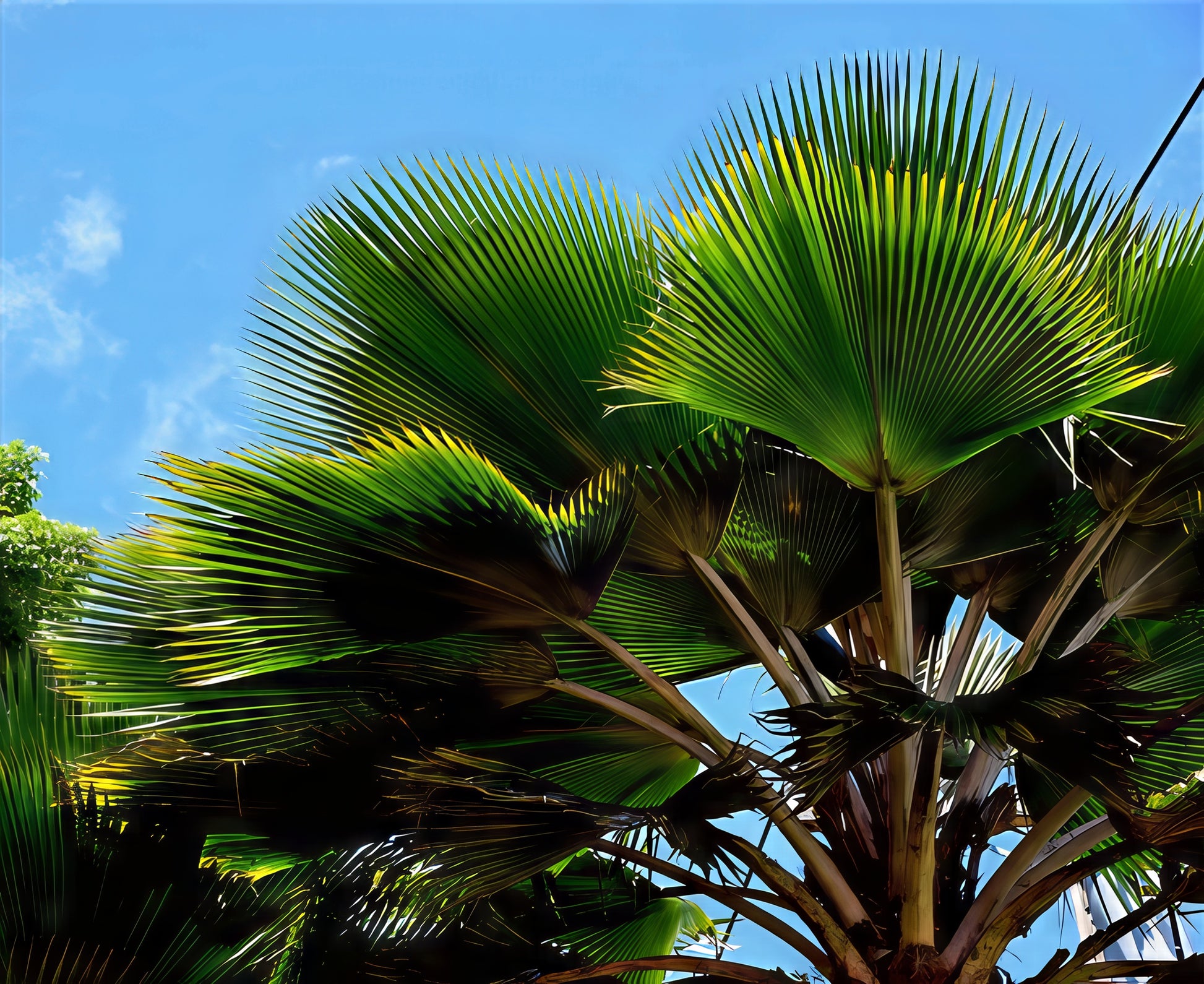 Figi Fan palm tree with underside view green leaves against a blue sky