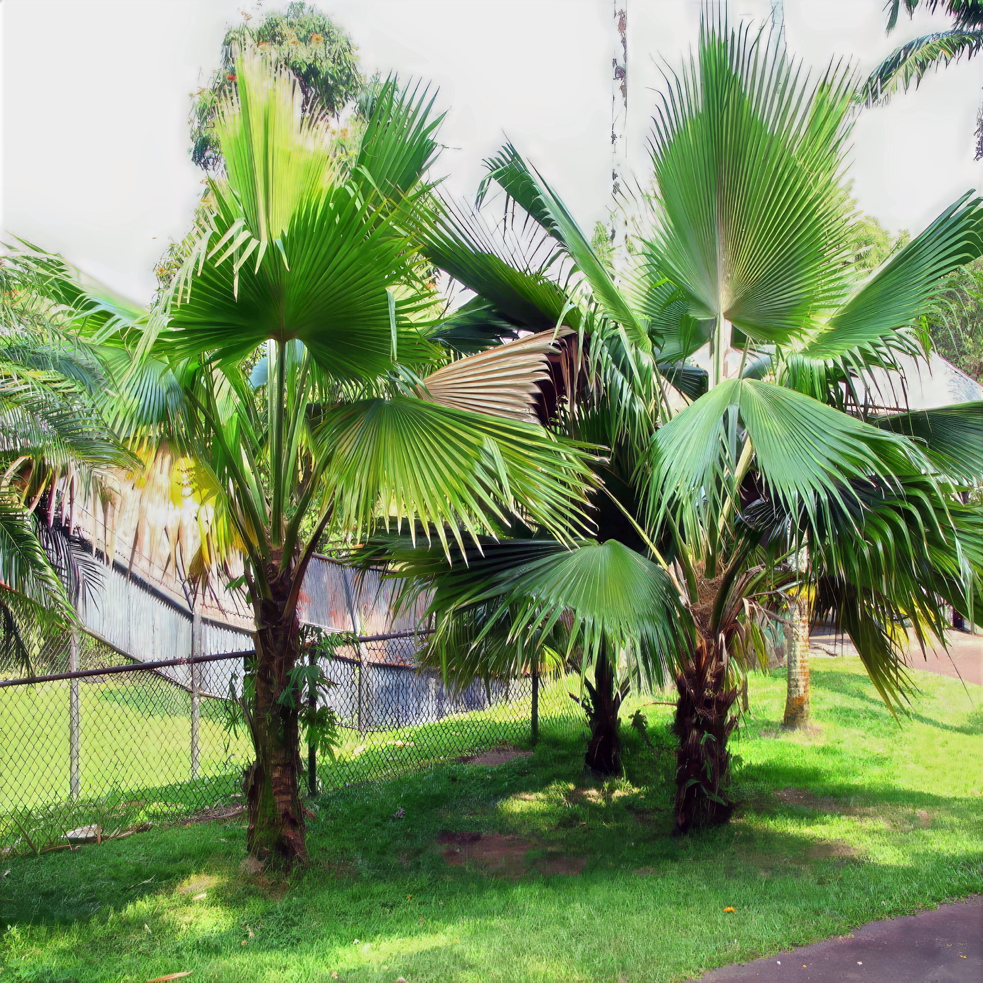 Figi Fan Palm trees in a grassy area with a fence and trees in the background