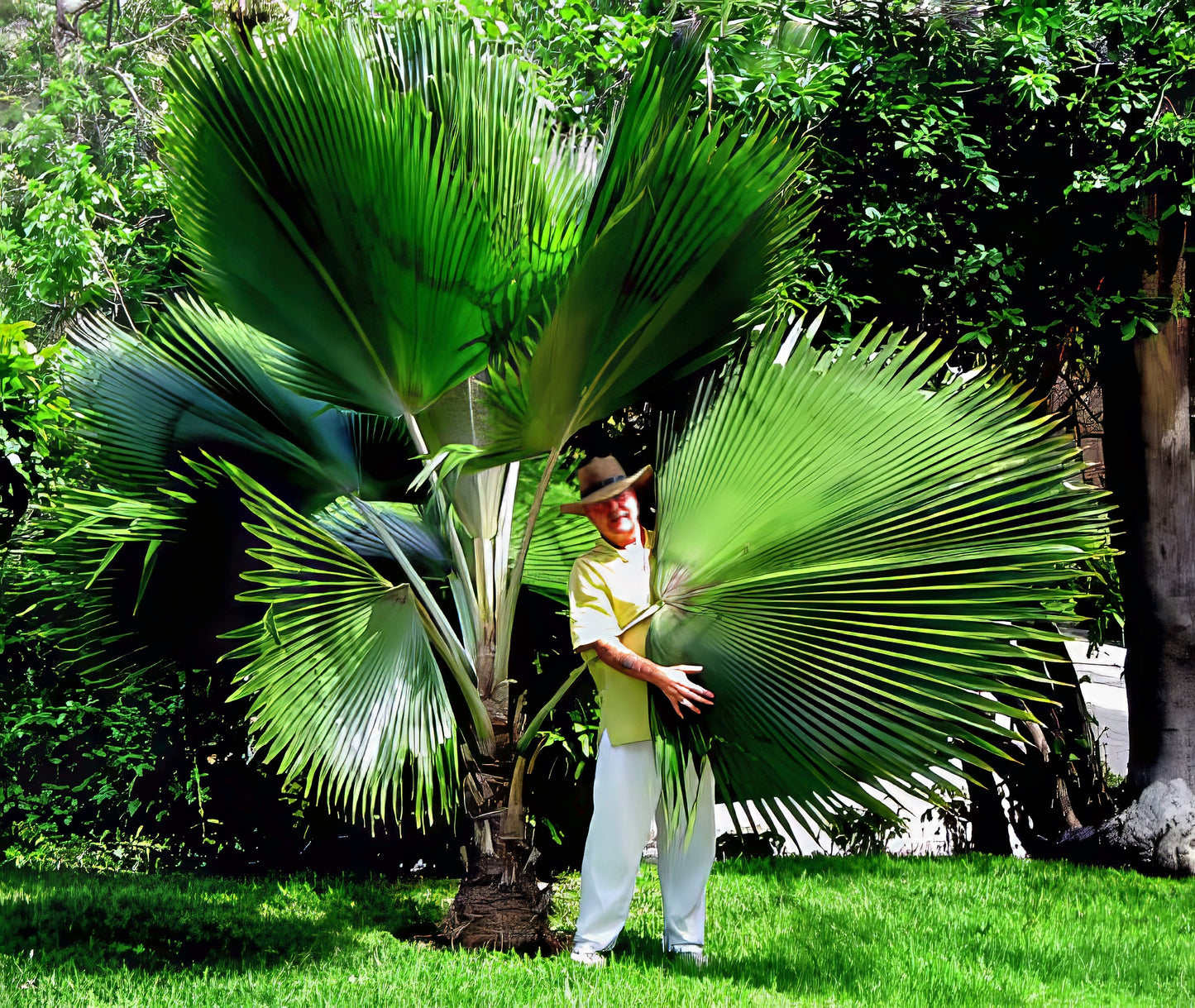 Person standing next to a large Figi Fan palm tree with a hat on