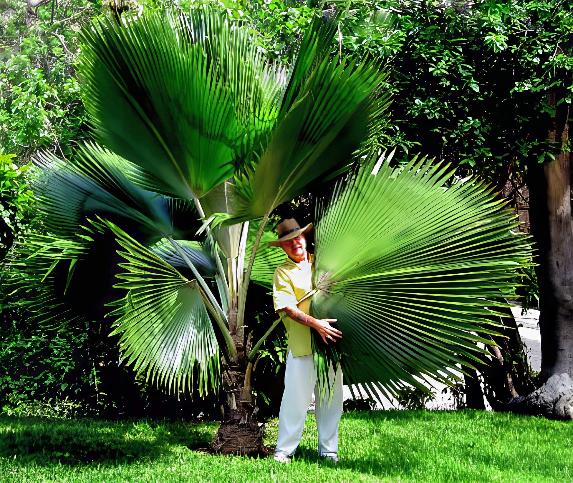 Person standing next to a large Figi Fan palm tree with a hat on