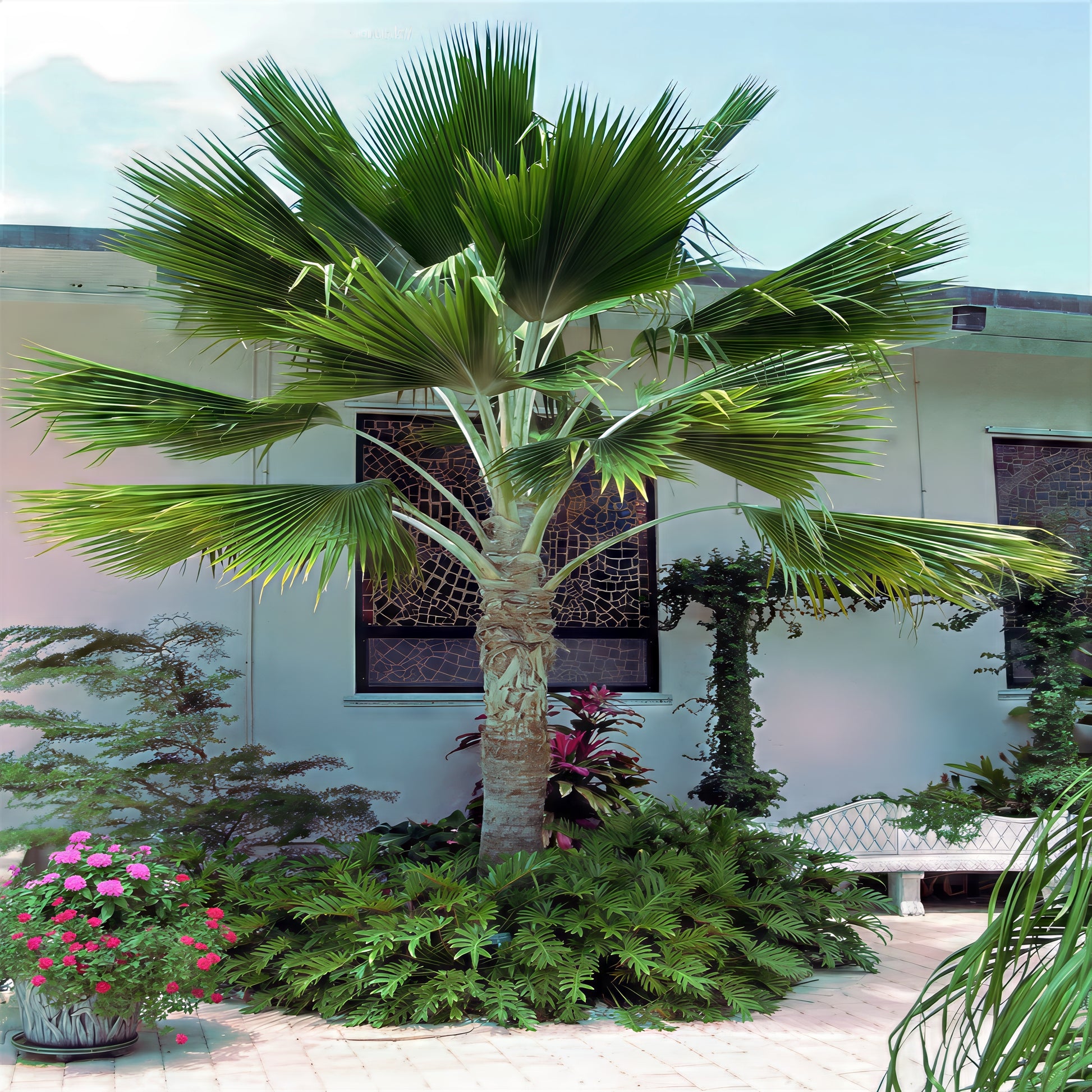 Figi Fan Palm tree in a garden setting with a building in the background