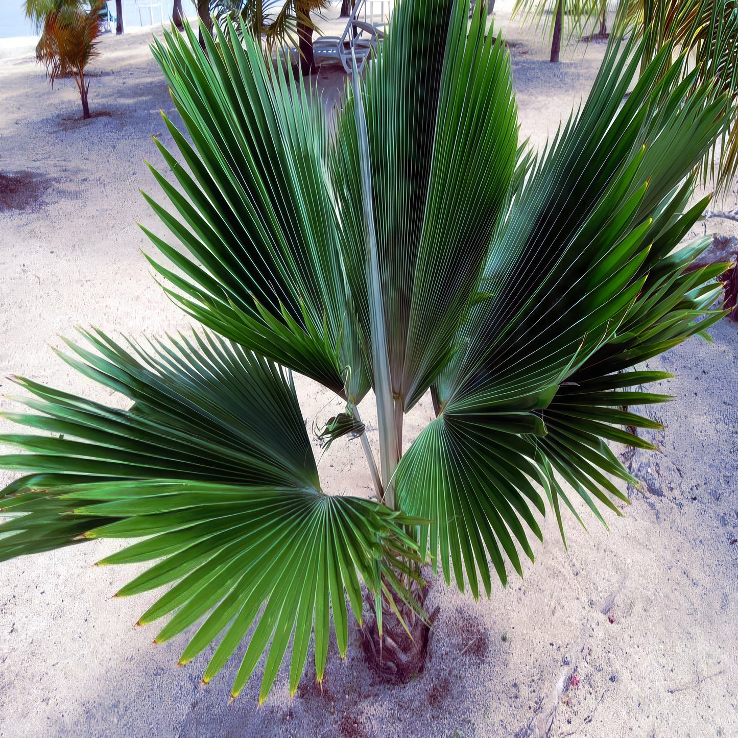 Fiji Fan Palm Tree Seeds (Pritchardia pacifica) Fast Growing Tropical Plant Ornamental