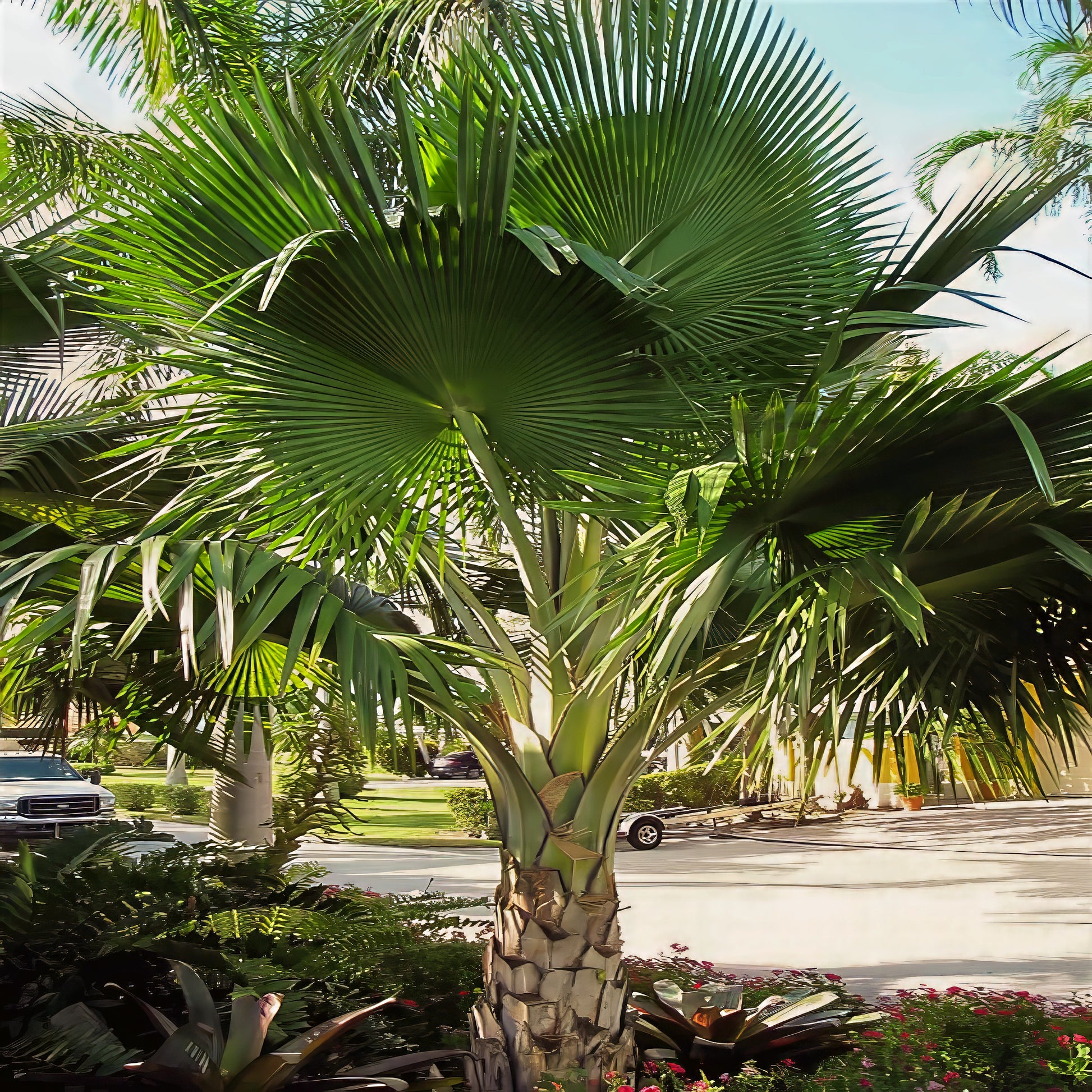 Large Figi Fan palm tree in a garden with cars and buildings in the background
