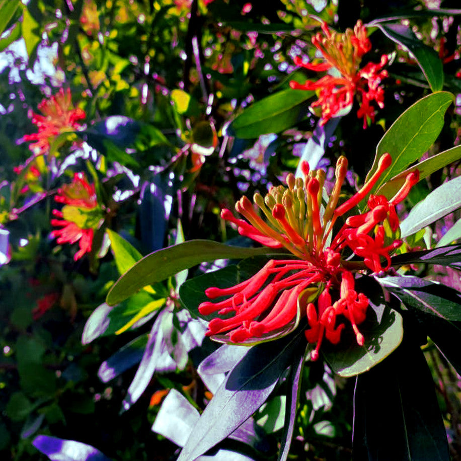 Chilean Firebush flowers with green leaves in background. (Embothrium coccineum)