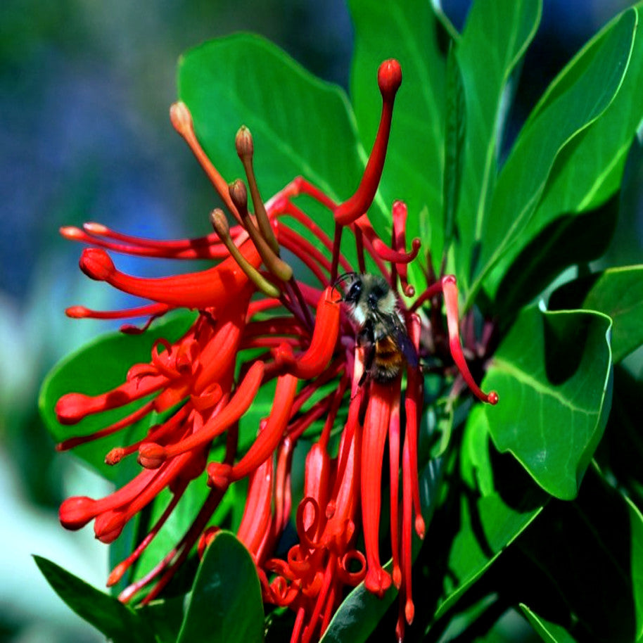 Close up of Chilean Firebush flower with Bee collecting pollen. 