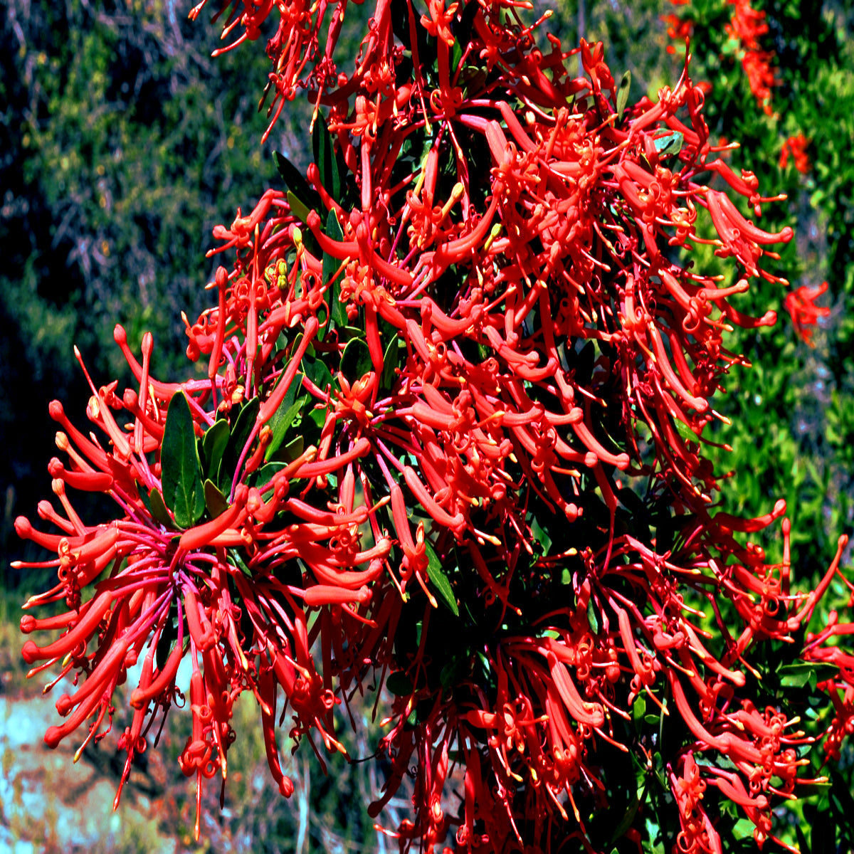 Large red Chilean firebush flowers with green leaves in background.